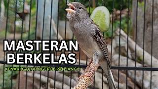 Kemewahan Suara Kenari! Baru Putar 10 Detik Kenari Muda Langsung Berani Bunyi Keras
