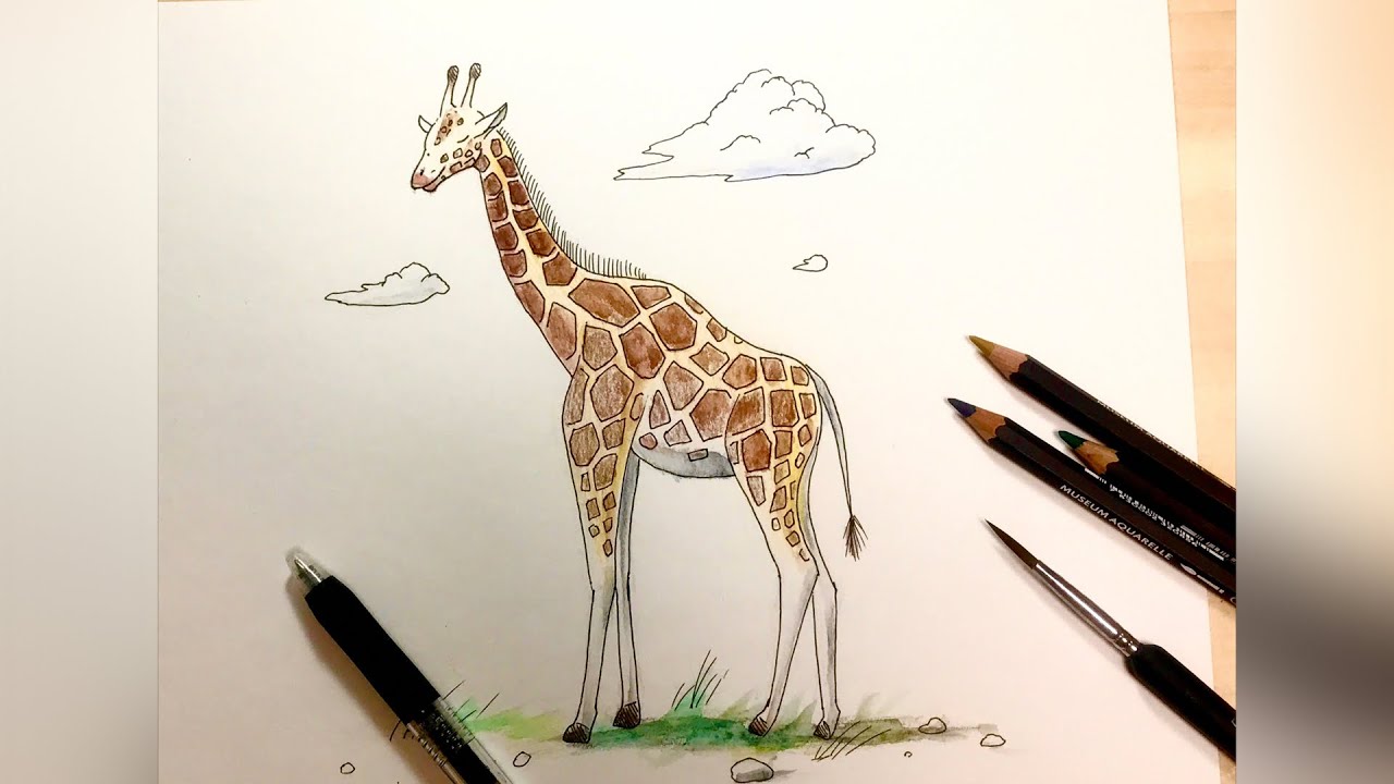 Giraffe How To Draw Pen And Colored Pencil Pictures Easy Illustration Youtube