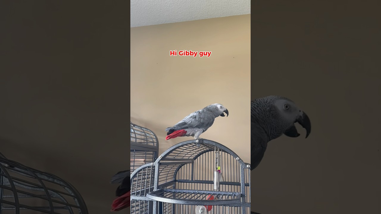 The squawk guy says hi 👋🏼🐦 