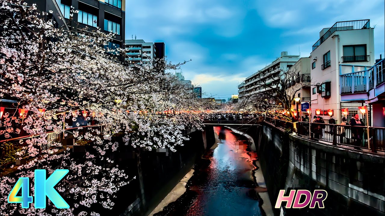 Japan Walk: Nakameguro Cherry Blossoms 2025, a frame from the walk