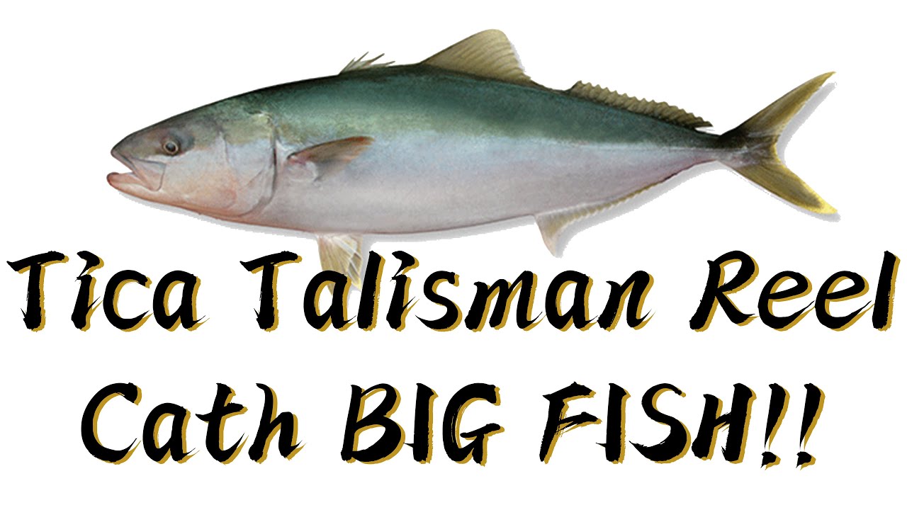 Tica Talisman TG8000H 14RRB 5.4:1 Jig/Spin Reel - YouTube
