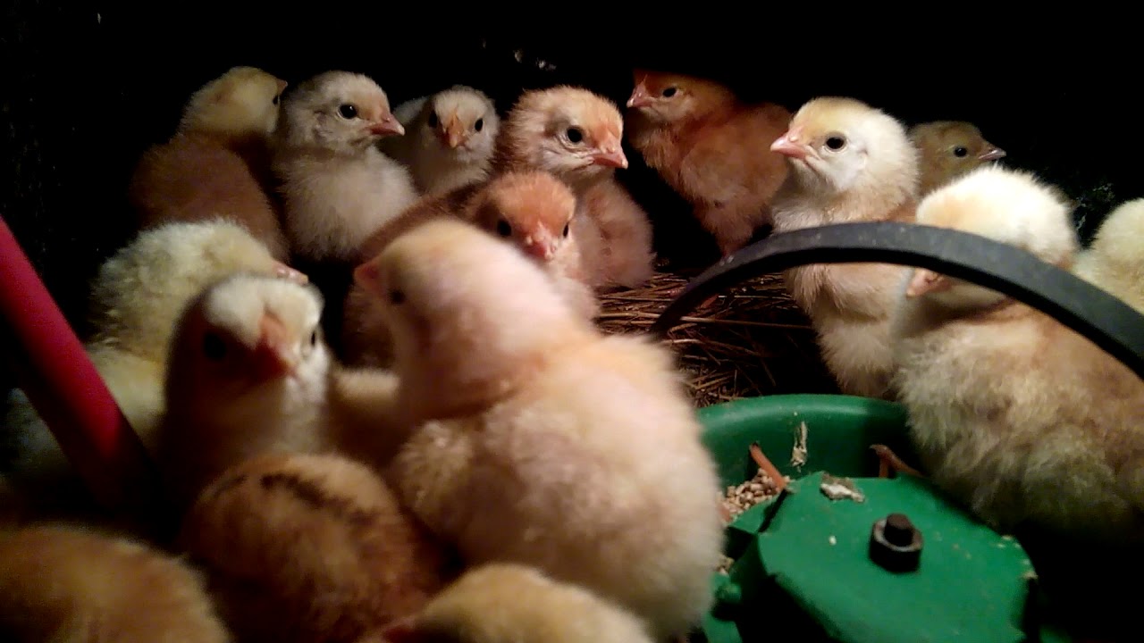 Златовлас не справился, всё пропало!