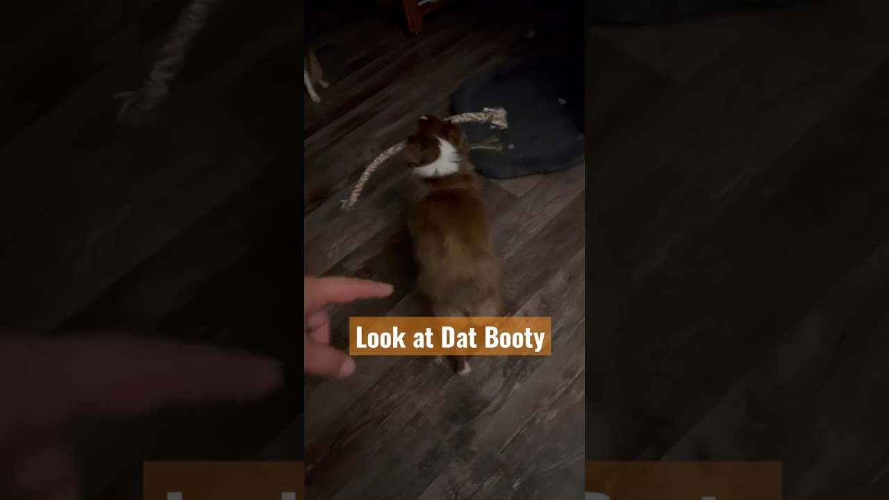 Can’t Stop, Won’t Stop this Wiggle Butt 