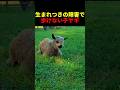 生まれつきの障害で歩けない子ヤギ #動物 #ペット #かわいい #癒し #animals #ヤギ