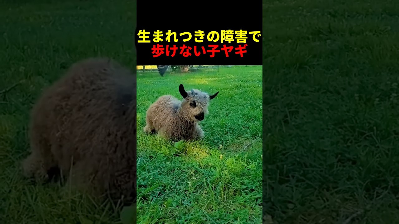 生まれつきの障害で歩けない子ヤギ #動物 #ペット #かわいい #癒し #animals #ヤギ
