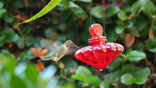 Relaxing Music - Soft Echoes - Nature Birds