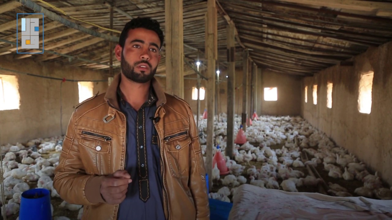 تعرف على مراحل عمل مربي الدواجن في بلدة مركدة جنوب الحسكة