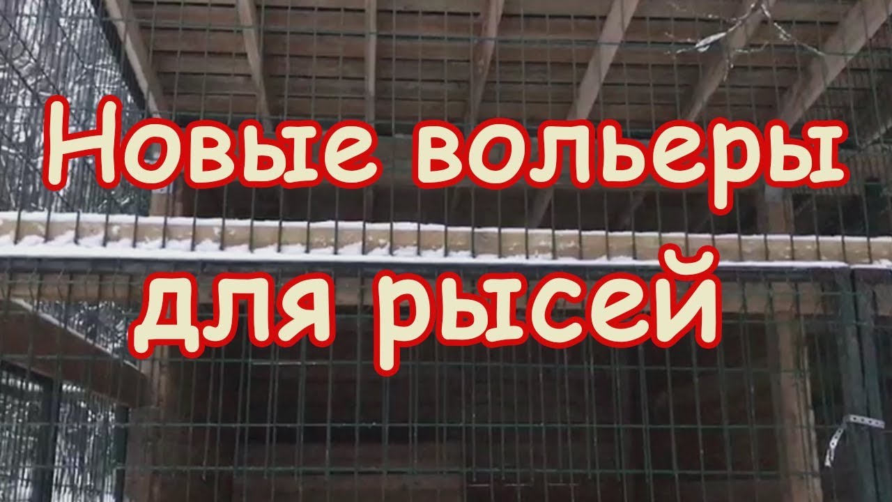 Новые вольеры для рысей! - YouTube