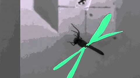 How dragonflies fly