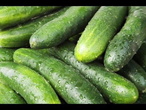 فيديو: Cucumber Garland F1: وصف متنوع ، وميزات الزراعة ، والمراجعات. متى تزرع الخيار للشتلات