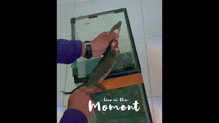 Animal Class “Mengenal Hewan Biawak” Kelas V SD Lentera Hati