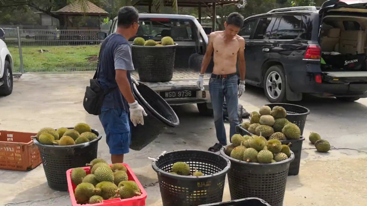 Karak Orchard Resort Durian Farm Tour - YouTube