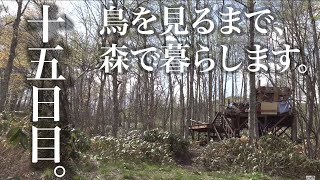 水曜どうでしょうハウスで野鳥観察の刑。十五日目。山芋とゲラ２。