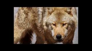 Ornlu el lobo