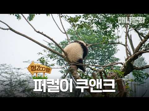 [#정ZOO행] <strong>나무에</strong> 쿠앤크가 폈어요(?) | EP.25 #TV동물농장 #AnimalFarm #애니멀봐