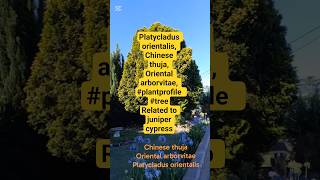 Platycladus orientalis, Chinese thuja, Oriental arborvitae, #plantprofile #tree juniper cypress