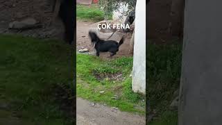 Küçük Eni̇şte Çok Agresi̇f