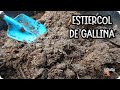 🐔 GALLINAZA - Usos Y Beneficios Del Estiércol De Gallina En El Huerto || La Huertina De Toni