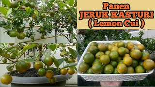 Panen Jeruk Kasturi  Lemon Cui   Jeruk Kasturi Organik Di Tabuldanot