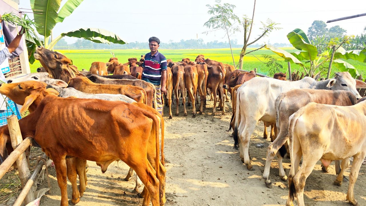 5/2/26/গরম পড়েছে কম দামে এখনই কিনে রাখুন সেরা মানের শাহীওয়াল ষাঁড় বাছুর গরু ক্যাশ অন ডেলিভারিতে।