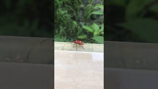 Penemuan Bok Bok Cong  Bapak Pucung