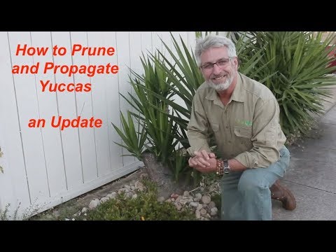 Video: Cold Hardy Yucca sordid: Yucca taimede kasvatamine 4. tsooni aedades