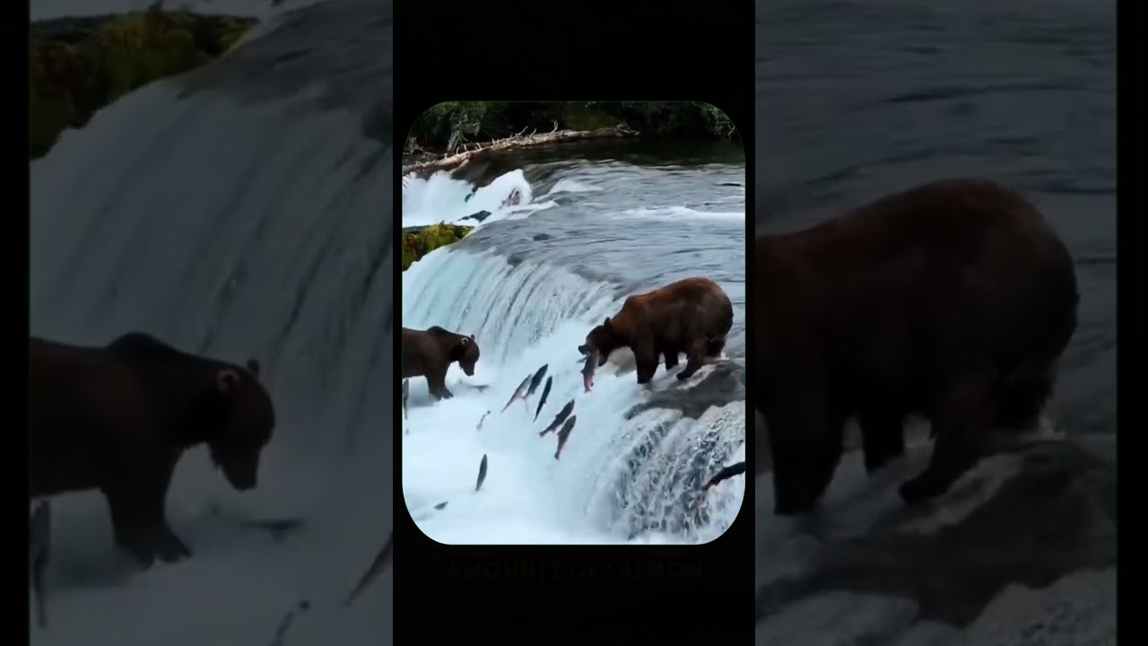 The Unseen Danger Hidden Inside Salmon Meat #shorts #youtubeshorts #ytshorts