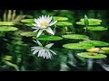 Sergey relax  sounds of naturemeditation music stress relief music healing therapy music