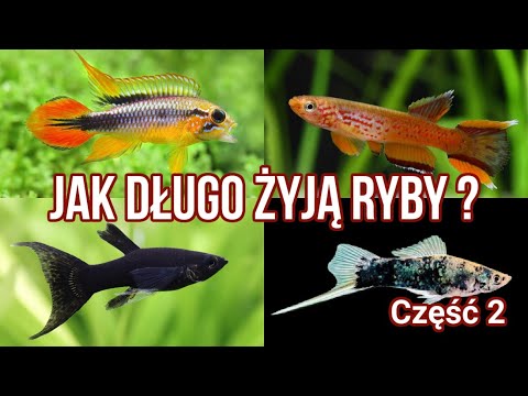 Wideo: Jak Długo żyją Ryby?