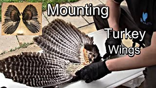 How to Prepare/Mount Turkey Wings for Display