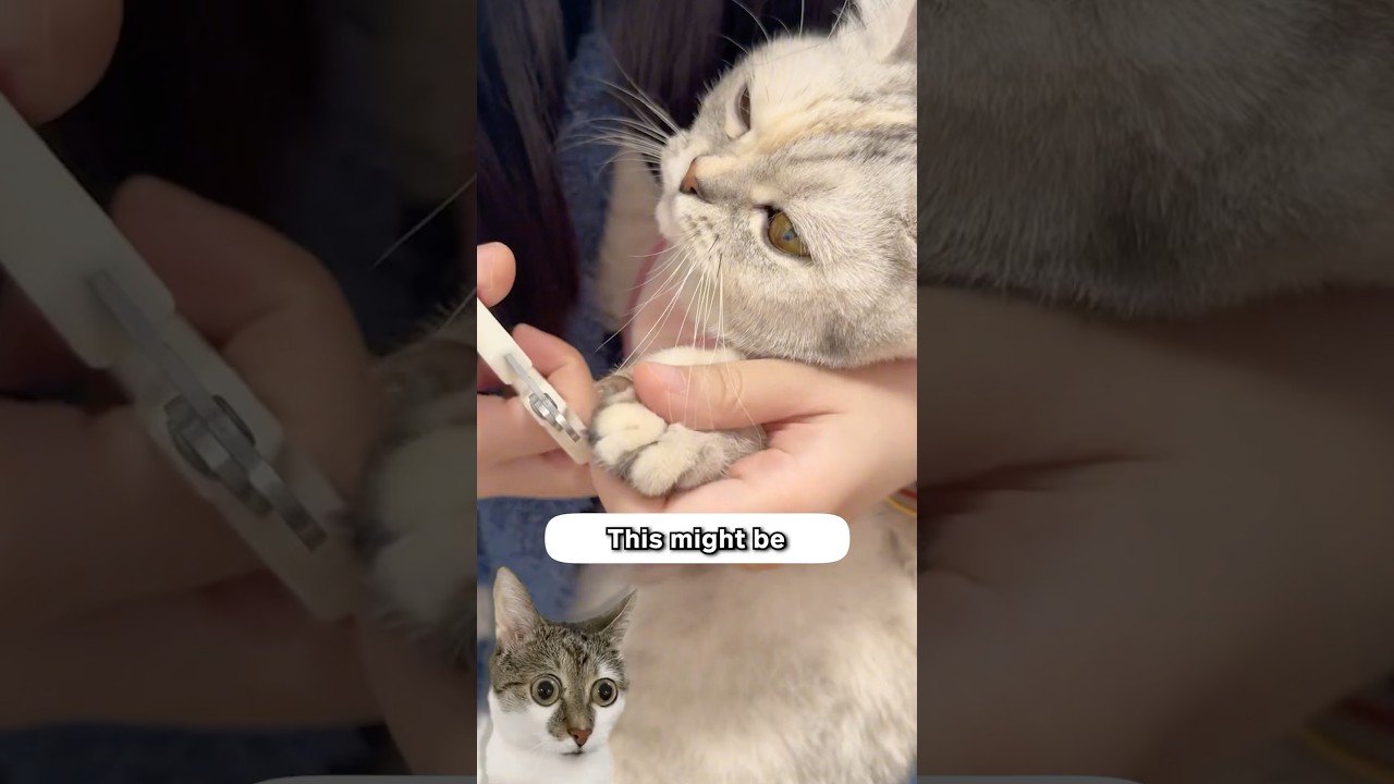 The Easiest Way To Trim Cat Nails! ✂️🐱