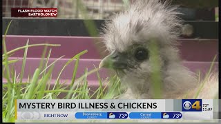 ‘Better safe than sorry.’ Poultry owners urged to protect their flocks against mysterious bird disea