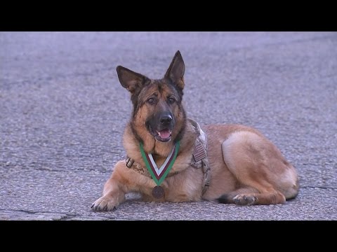 Video: Everett The Rescue Dog burgemeester voor een dag in Reno, Nevada