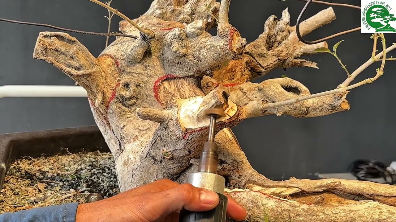 Art'bonsai101 vlog#93 part 3, 1st, worshop full cascade tugas #bonsai #tutorial 🙇🏻‍♂️🫡🫶🏼🌳🇵🇭