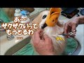 コタ抵抗もむなしく虎刈りになる…(虎刈り編)