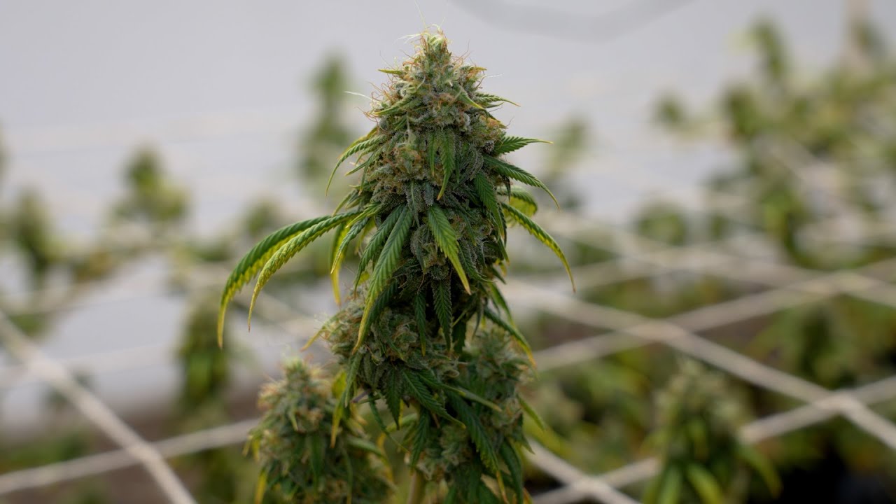 Hemp Round 6- Sour Hawaiian Haze, Cakeberry Brluee, and White CBG