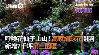 呼喚花仙子上山！高家繡球花開園新增7千坪第三園區