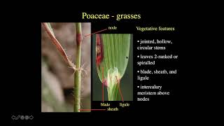 Field Botany: Graminoides