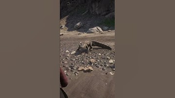 Special wilderness survival skills | ep_ 1228, #shorts