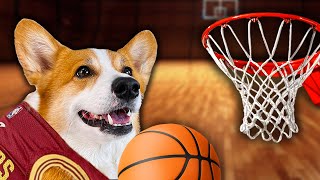 Corgi Is A Mascot For An Nba Team!