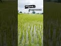pada Chusukundham Drone Spraying #agriculturedrone #Vikarm Dilogue