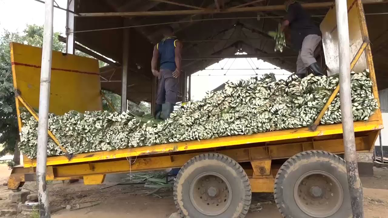 Zao la Mkonge Mkoani Tanga.