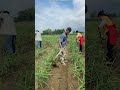 Why Chinese Farmers Are Growing Ginger In Plastic Bags! 🌱 😳 #shortsvideo