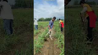 Why Chinese Farmers Are Growing Ginger In Plastic Bags