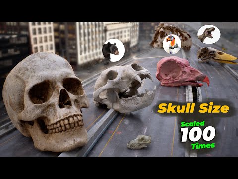 If Skull Size Increase by 100 Times | Skull Size Comparison