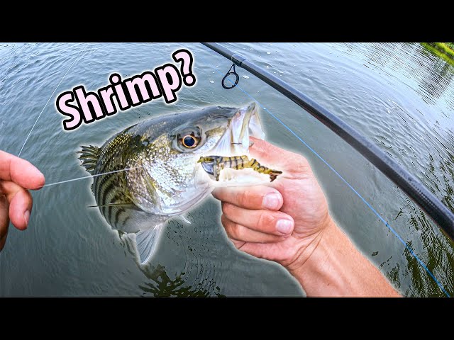 bass fishing with shrimp lures 9KM Soft 7~8.5g Lures Saltwater Shrimp Bait Swimbait 9km-dwlife then use a slow retrieve with frequent small jerks to make the Shrimp hop Godzilla Bass Caught on a