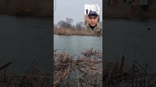 Дратхаар команда Фаранг-!!! 4 лысухи 💥💥💥💥