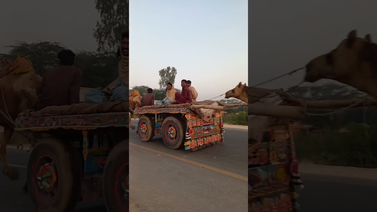 Camel cart 