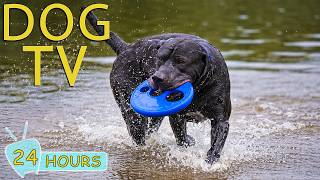DOG TV: Video Entertain Dogs All-Day with Relax Music for Dogs Alone at Home -Sothing Music for Dogs screenshot 2