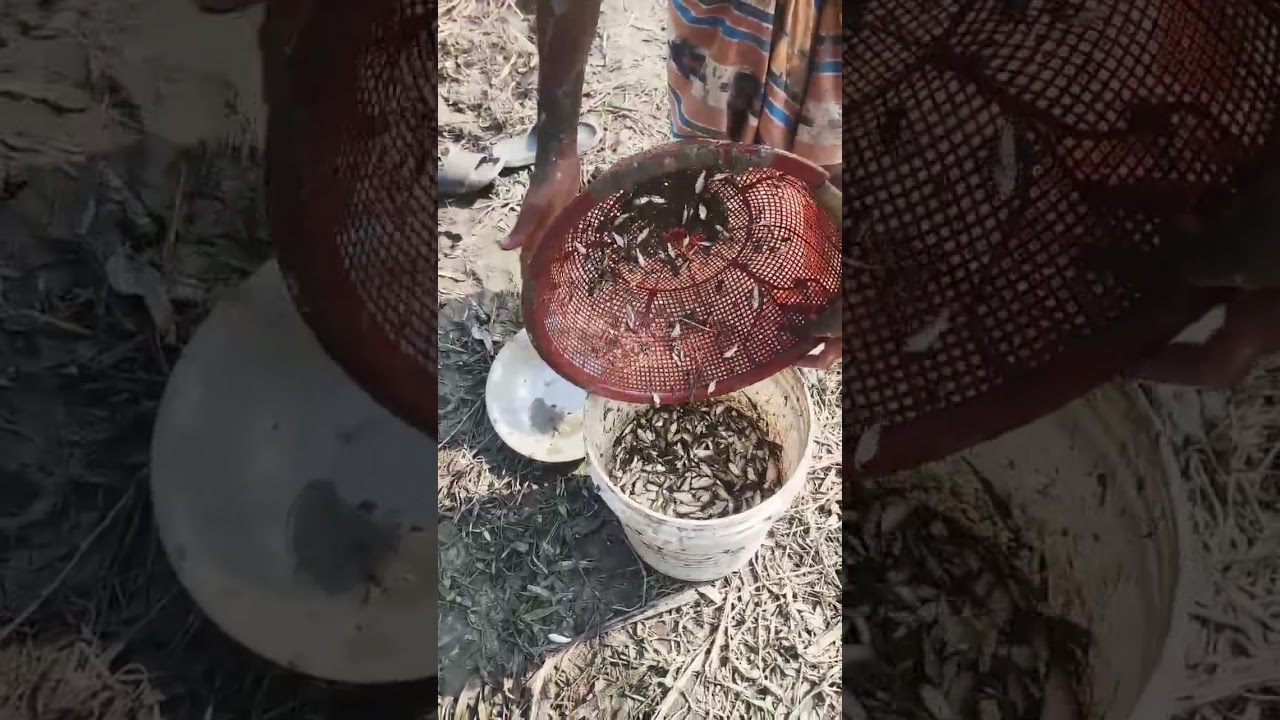 Amazing Fishing Catch in village 